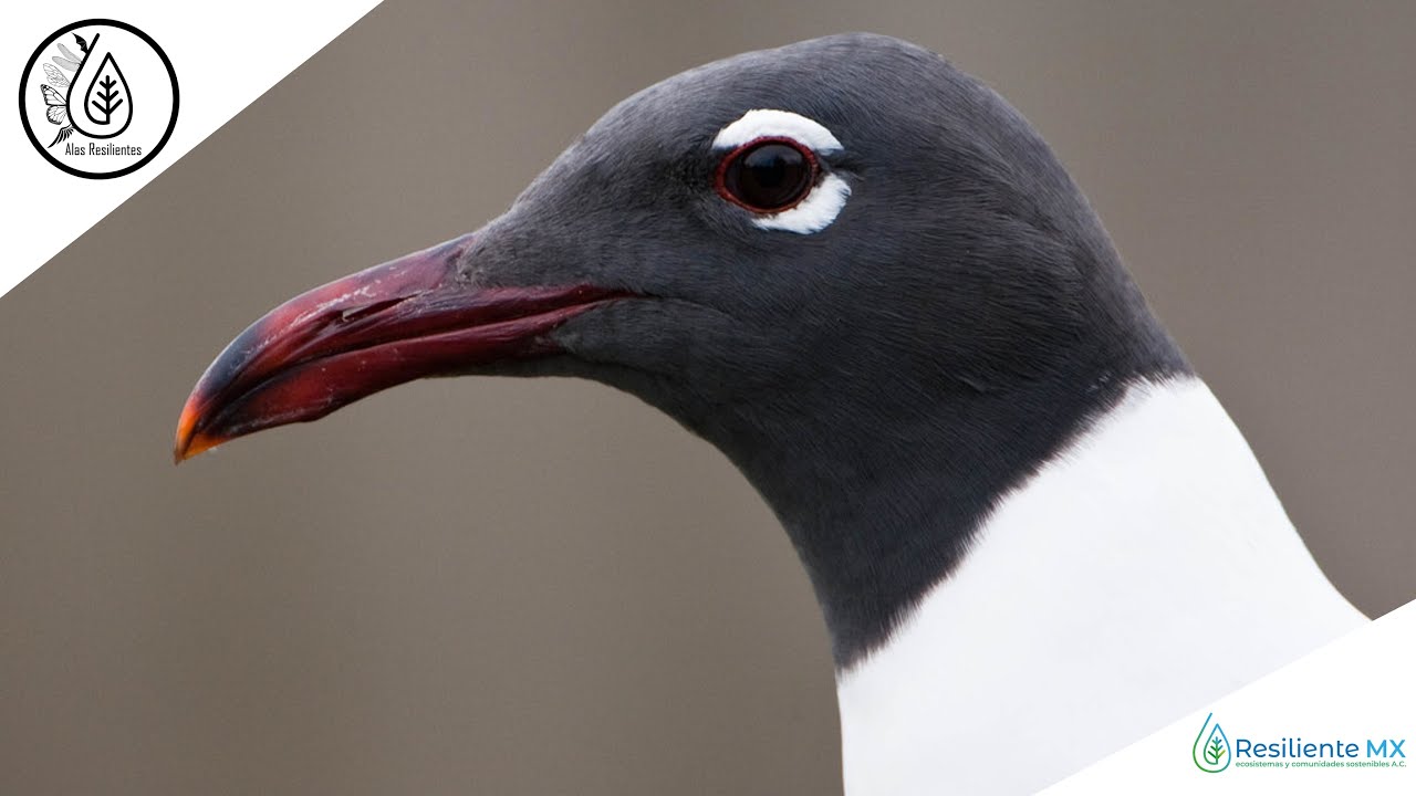 VOZ y LLAMADOS Gaviota Reidora (Leucophaeus atricilla) 