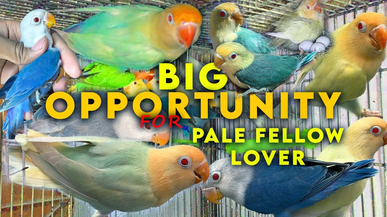 Pale Fellow BIG Opportunity for  Pale Fellow #lovers Top Quality Pair available for Future With DNA