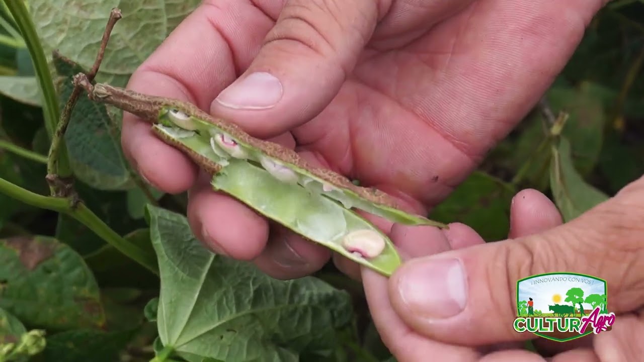 Trips en Cultivo de Frijol #INTA #Nicaragua