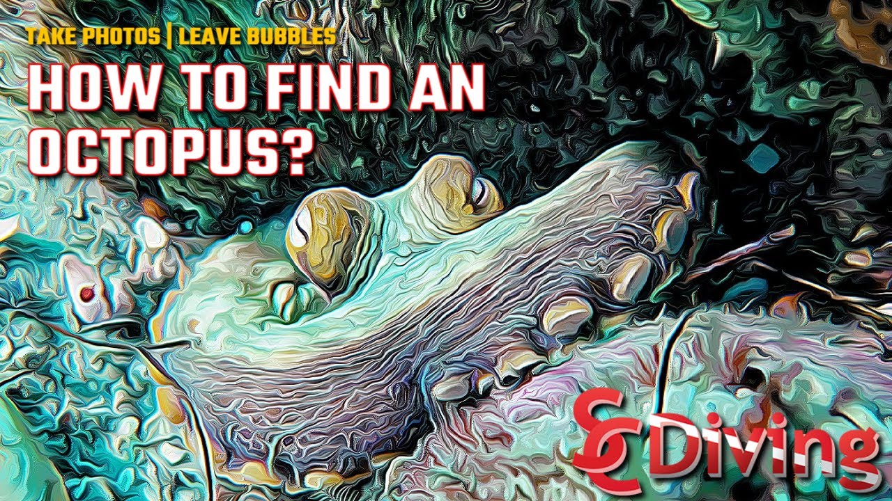 SCDiving | How to Find an Octopus Underwater