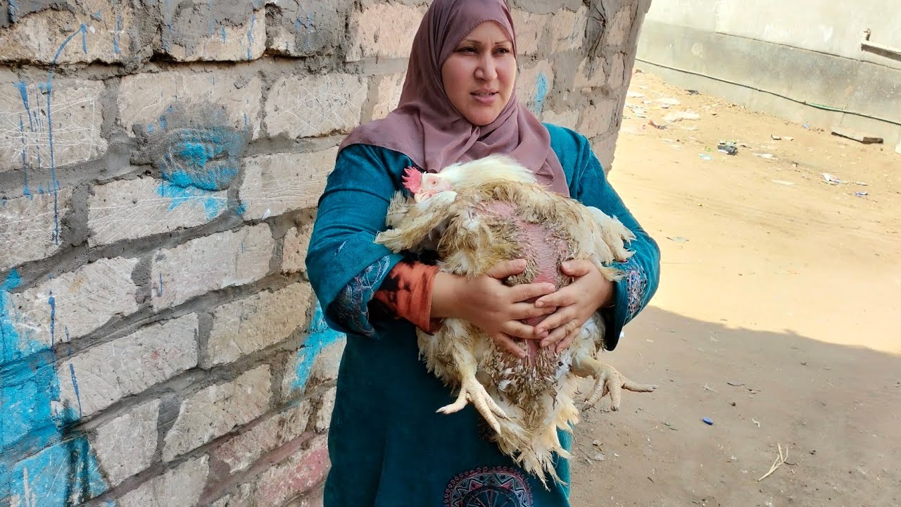 قولت لكم تربية الفراخ البيضاء دى صنعة انا اللى وصلت الفراخ البيضاء ل عشرة كيلو اوعى تدبحى فراخك صغير