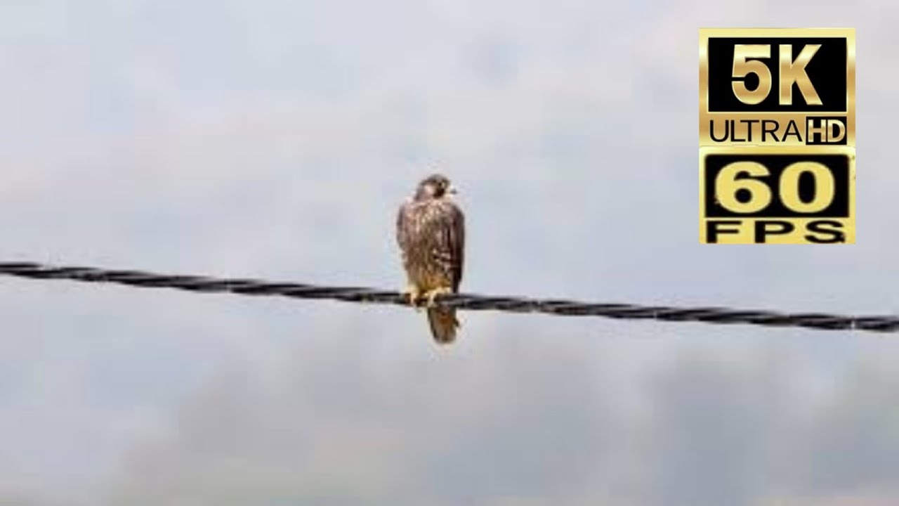 5K60 香港稀有雀鳥 遊隼 Rare Birds of Hong Kong Peregrine falcon