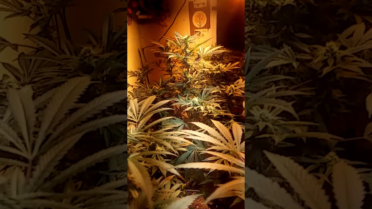 Sin mint cookies marijuana