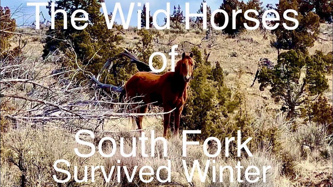 The Wild Horses of South Fork Survived Winter