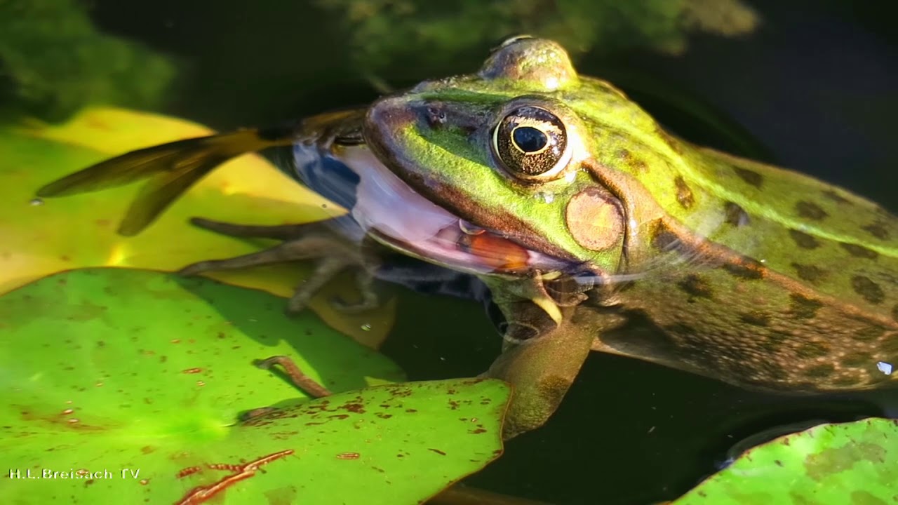 Frosch frisst Fisch