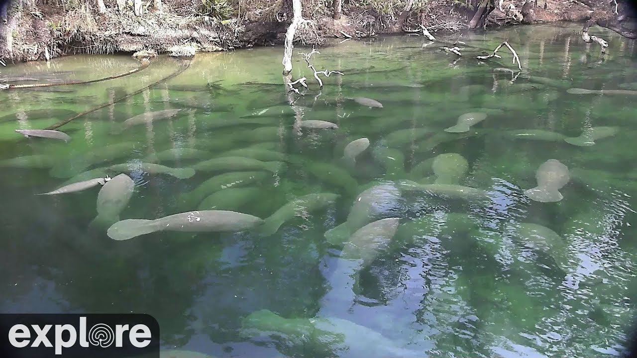 Above Water Manatee-Cam at Blue Spring State Park powered by EXPLORE.org