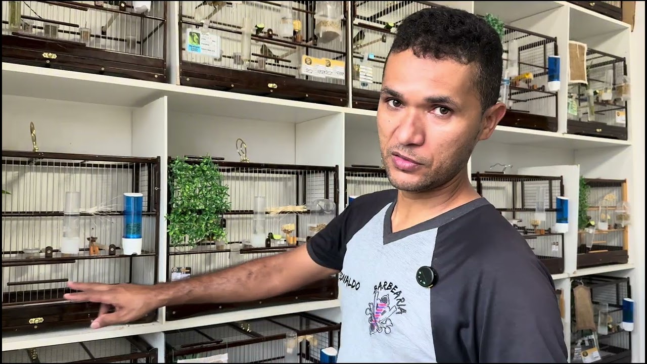 Uma #modificação #no #nosso#criatorio#coleiro #passaros #coleirosolto #passarinho #aves 