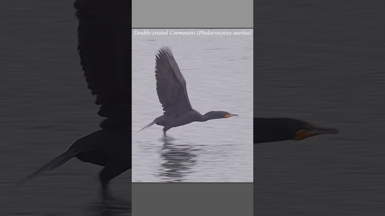 Double-crested cormorant uses its webbed feet to assist in taking flight 