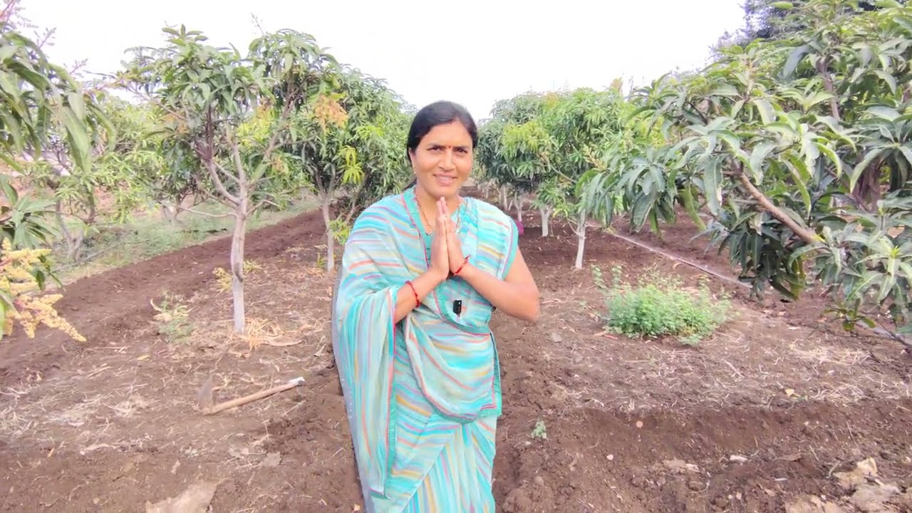 केशर आंब्याच्या झाडाला काय केलं पाहिजे तेव्हा आंबे छान येतात भरपूर झाडाला फळ लागतं#