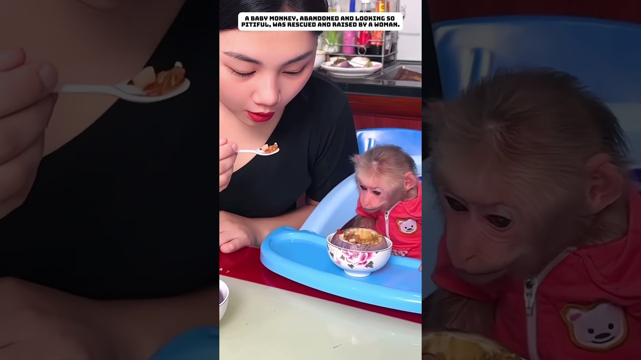 Брошенного детеныша обезьяны приютила женщина.