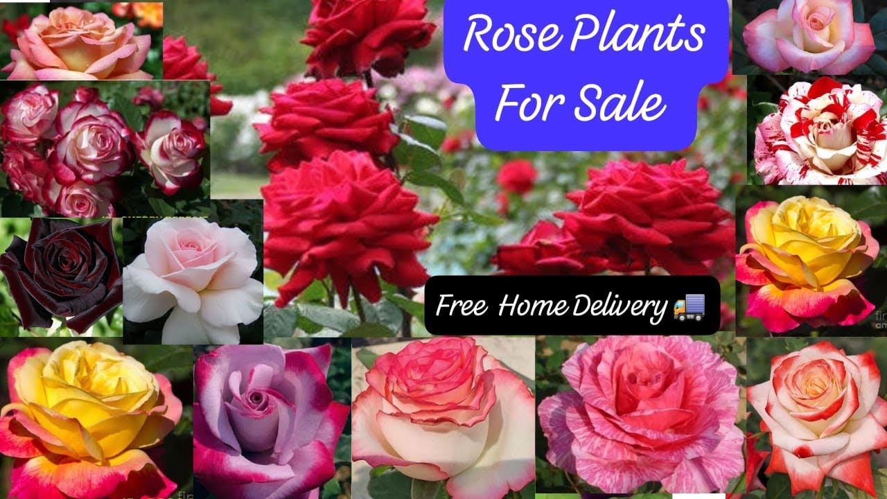 Low Maintenance Rose New Varieties For Sale🌹Free Shipping😱Free Gifts🎁WhatsApp- 8250221446🌹
