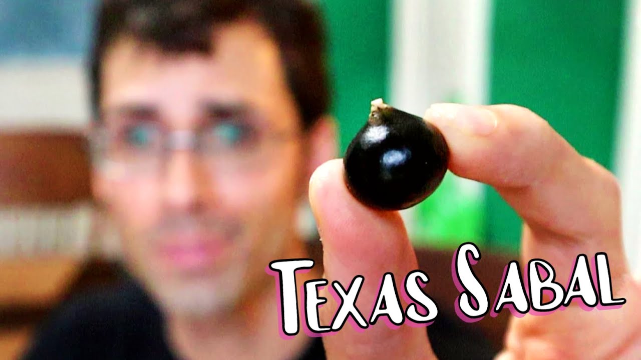 TEXAS PALMETTO FRUIT : A Tasty Fruit that Grows in Mexico and Texas! - Weird Fruit Explorer