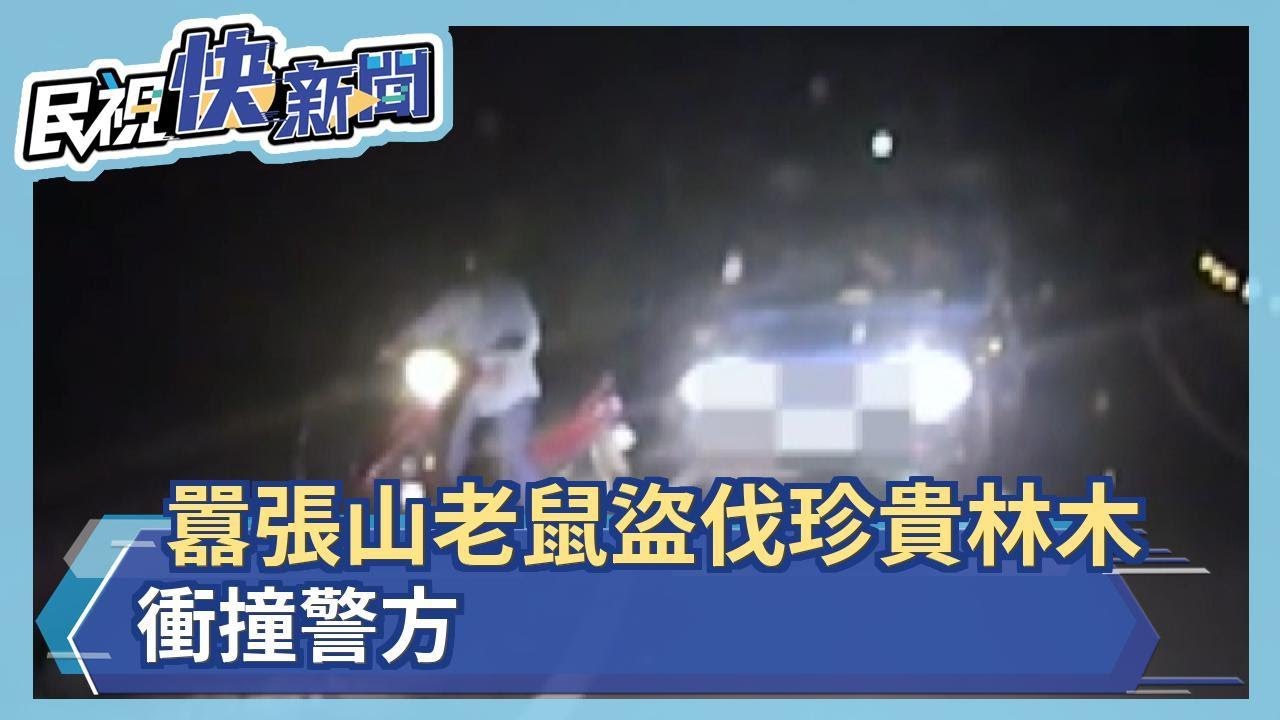 囂張山老鼠盜伐珍貴林木　衝撞警方－民視新聞