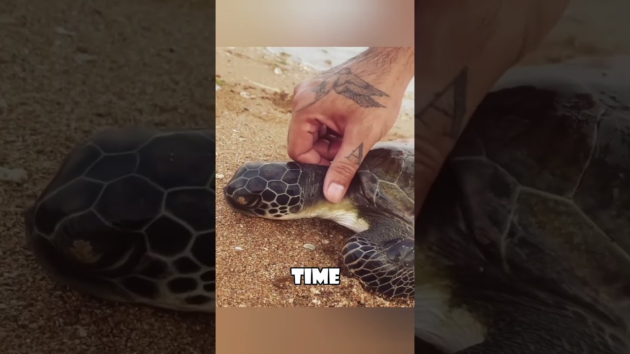Спасение обезвоженной морской черепахи: трогательная история спасения #животные #любовь