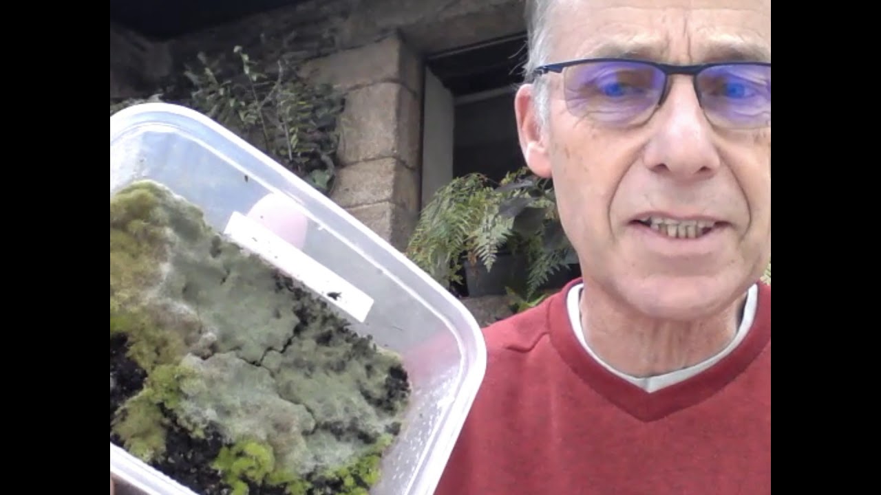 Préparation des spores avant semis1