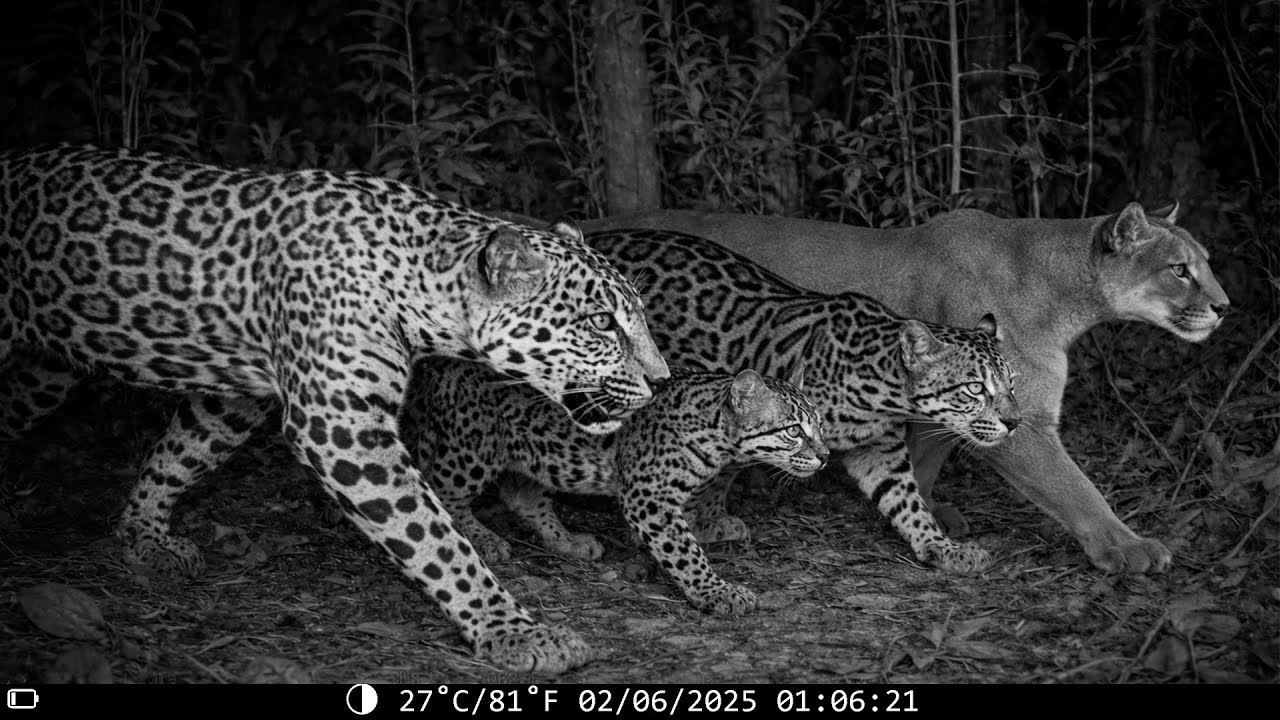 ¿Pueden sobrevivir 4 especies de felino en el mismo hábitat? Cámara Trampa lo demuestra.