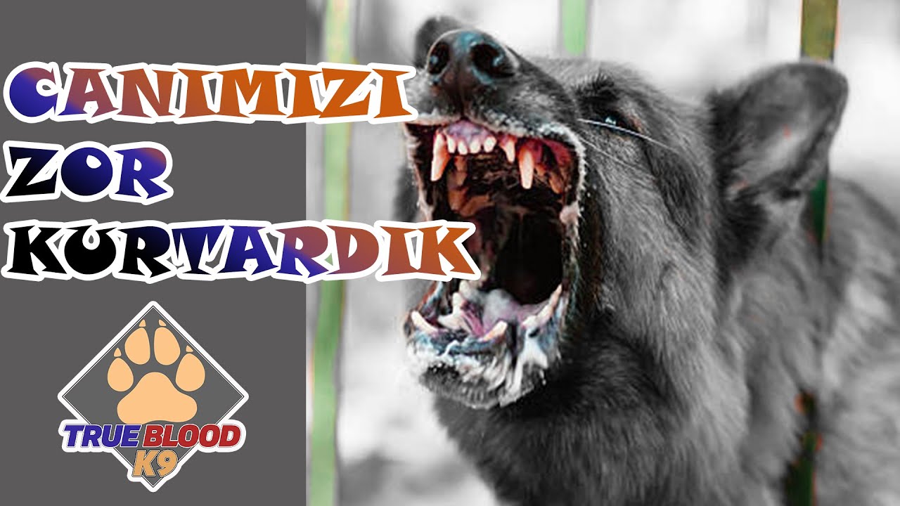 TEHLİKELİ KÖPEKLER - CANIMI ZOR KURTARDIM - KÖPEK DEĞİL PSİKOPAT KATİL