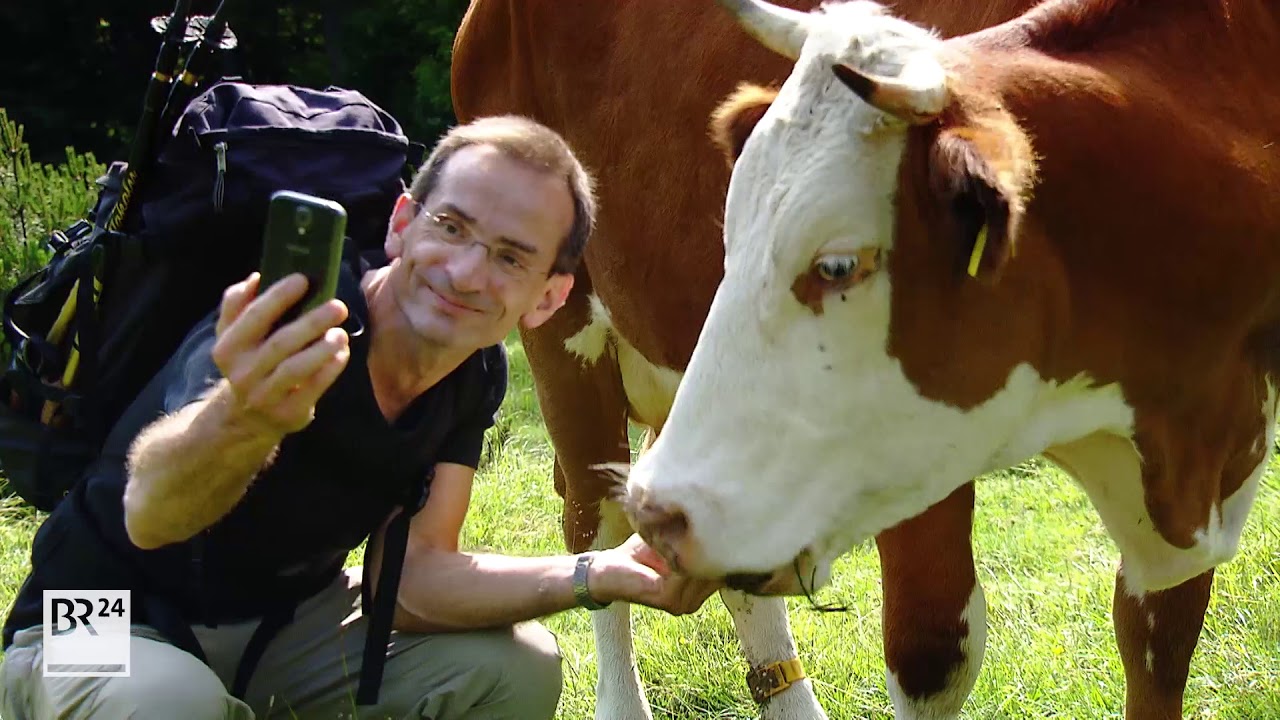 Rinder vs. Wanderer | BR24