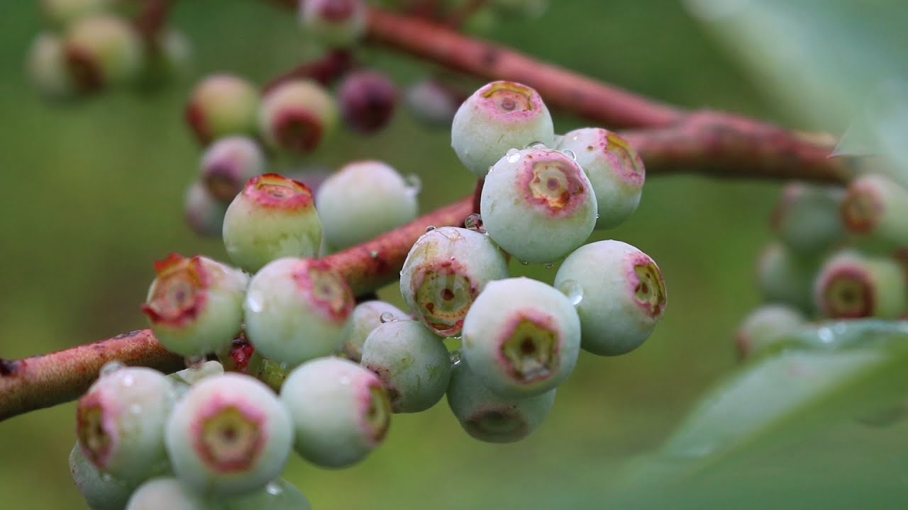 MIRTILO | Um frutinho pequeno, saboroso e que começa a ganhar espaço em Santa Catarina!