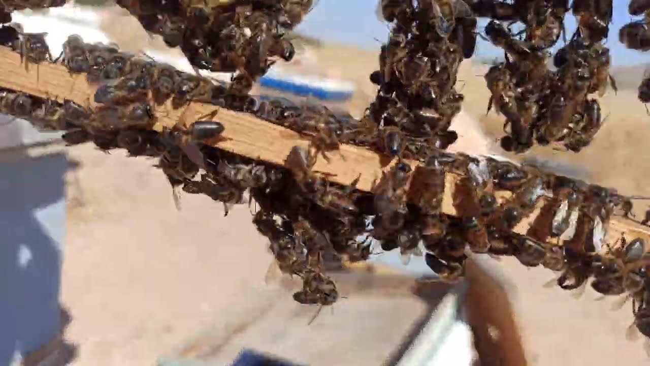 بعد عشرة أيام شاهدوا ....نتيجة وضع اطار بدون شمع داخل خلية نحل#beekeeping_algeria