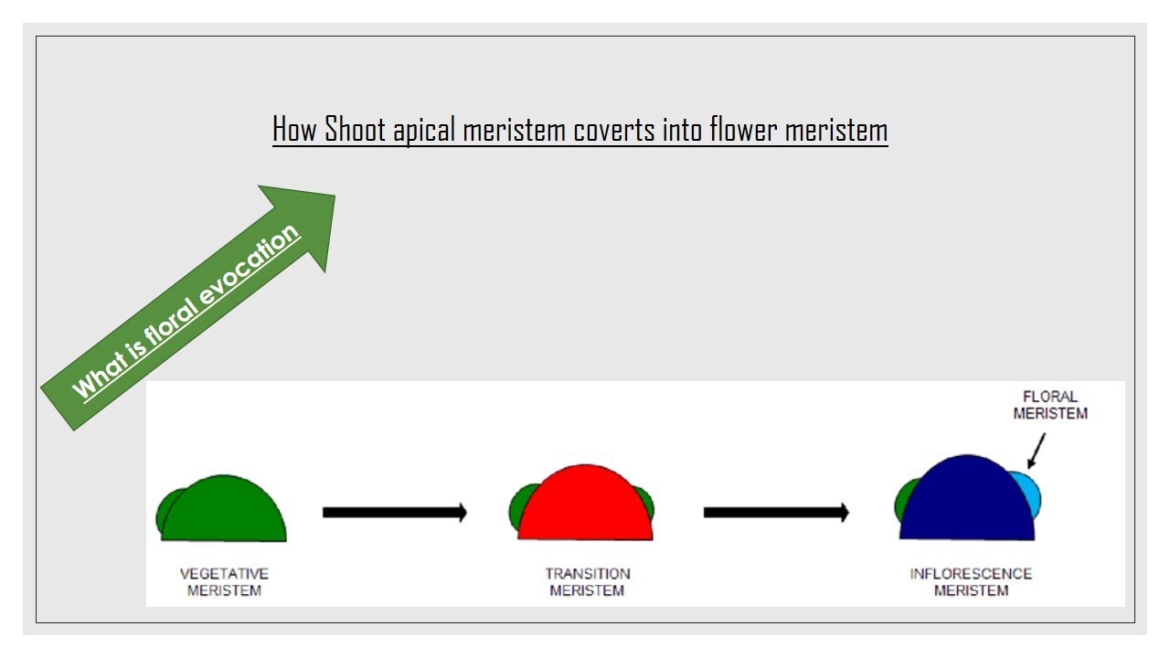 How Shoot apical meristem converts into flower meritem||CUET-PG||GATE||CSIR-NET||AMU||