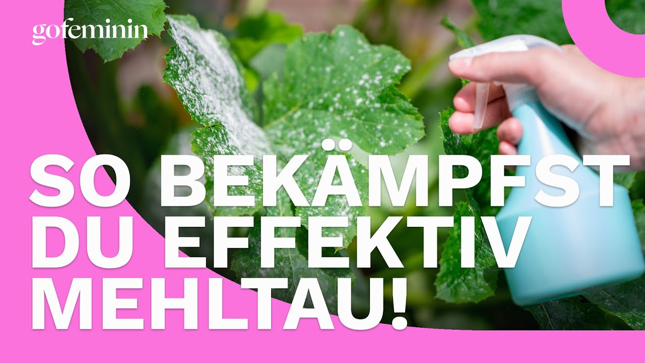 Mehltau bek&auml;mpfen