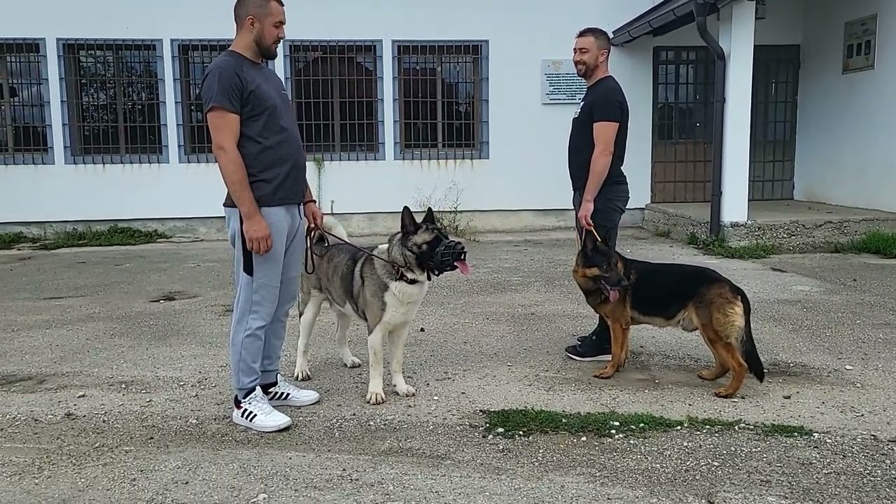 Šaptač psima-Američka akita (agresivnost)