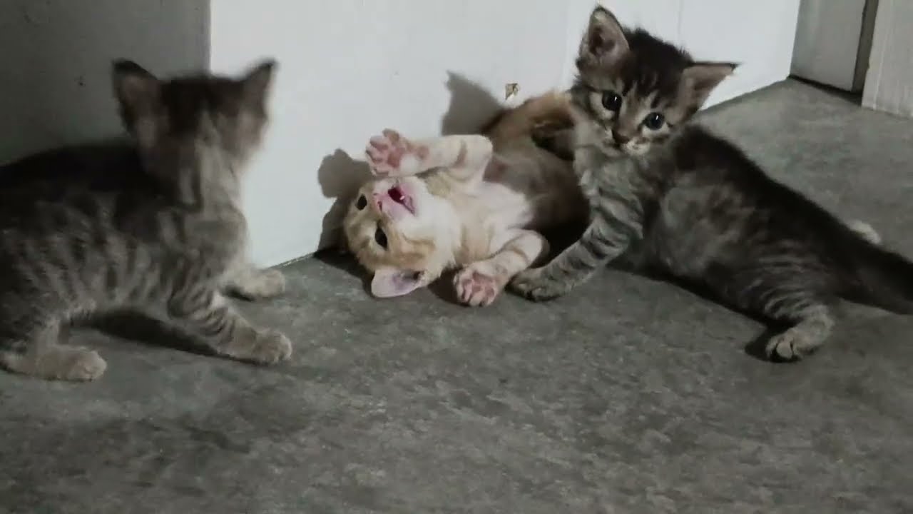 Nice cat 😺