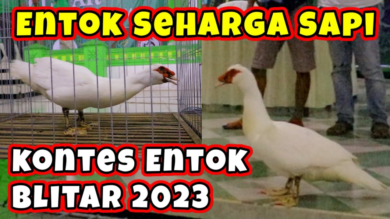 Entok Seharga Sapi.!! KONTES ENTOK NASIONAL 2023 DI BLITAR