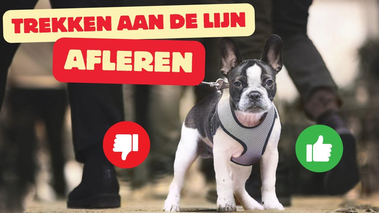 Niet Trekken Aan De Lijn Snel Afleren Bij Jouw Hond