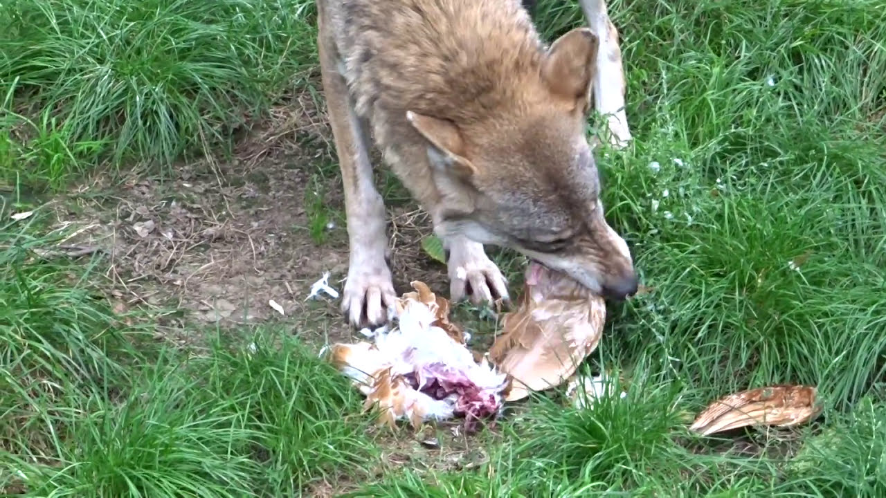 Wolves eating whole chicken, W&ouml;lfe essen ganze H&uuml;hnchen
