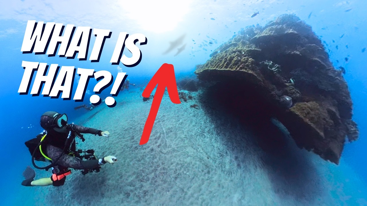 What Weird Creatures Live At Crystal Bay, Nusa Penida? BEST OCEAN ENCOUNTER OF MY LIFE!