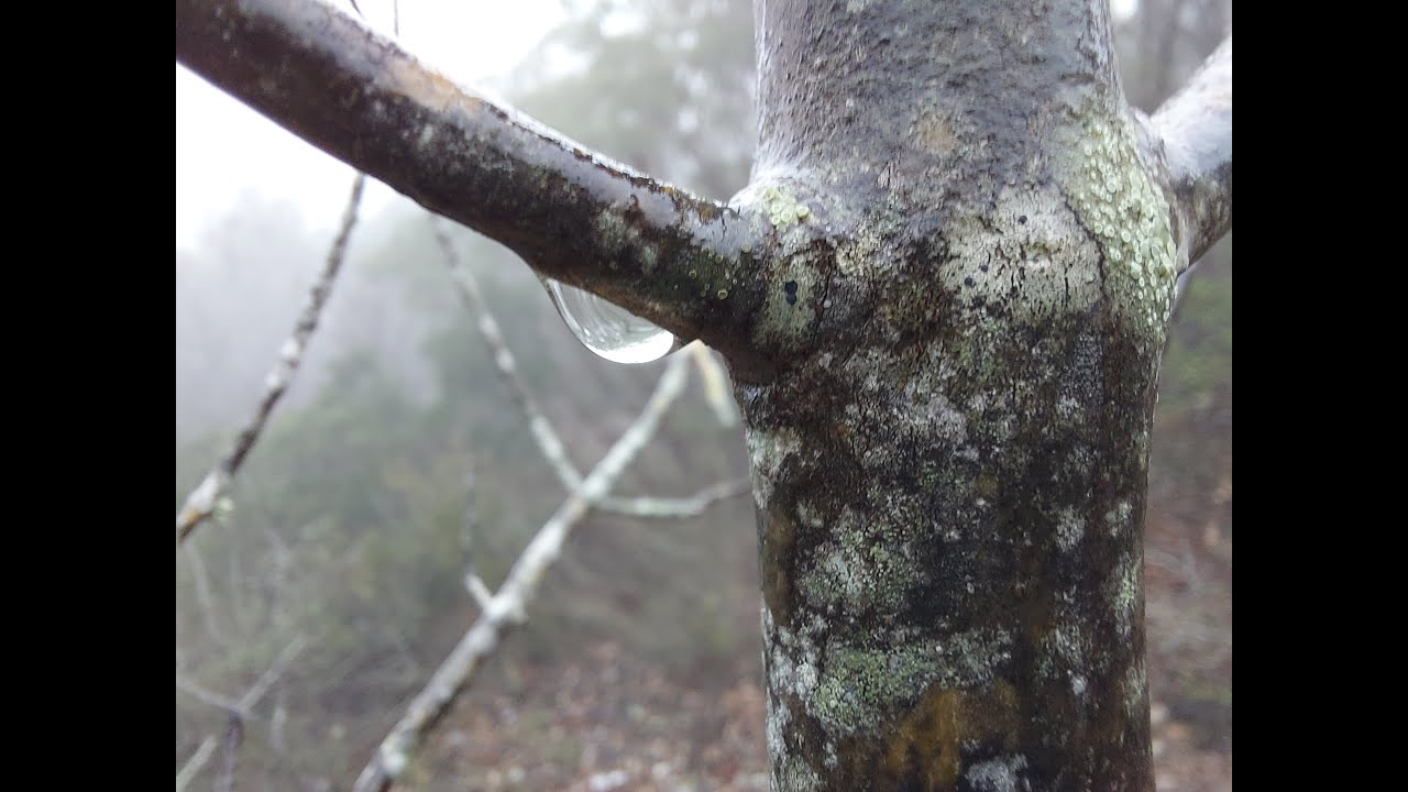 Όρος Πατέρα 2021