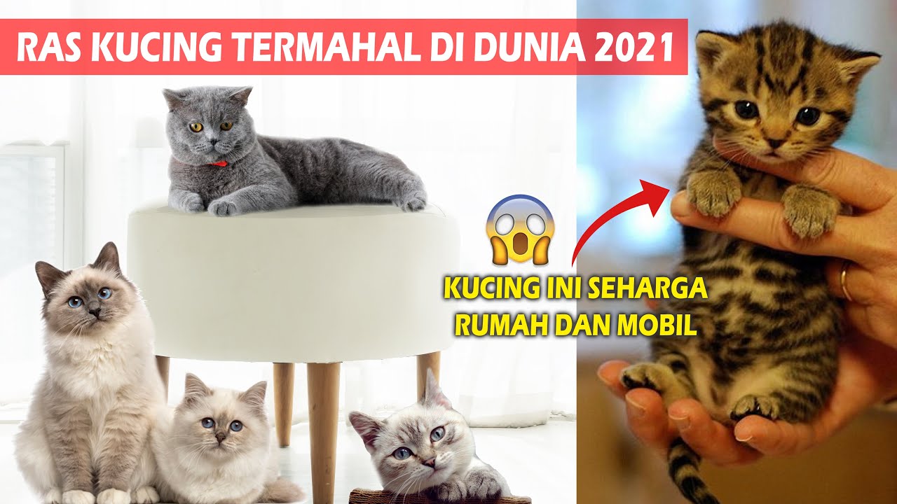 Ras Kucing Termahal Di Dunia 2021 | Kucing termahal Seharga Rumah dan Mobil!!