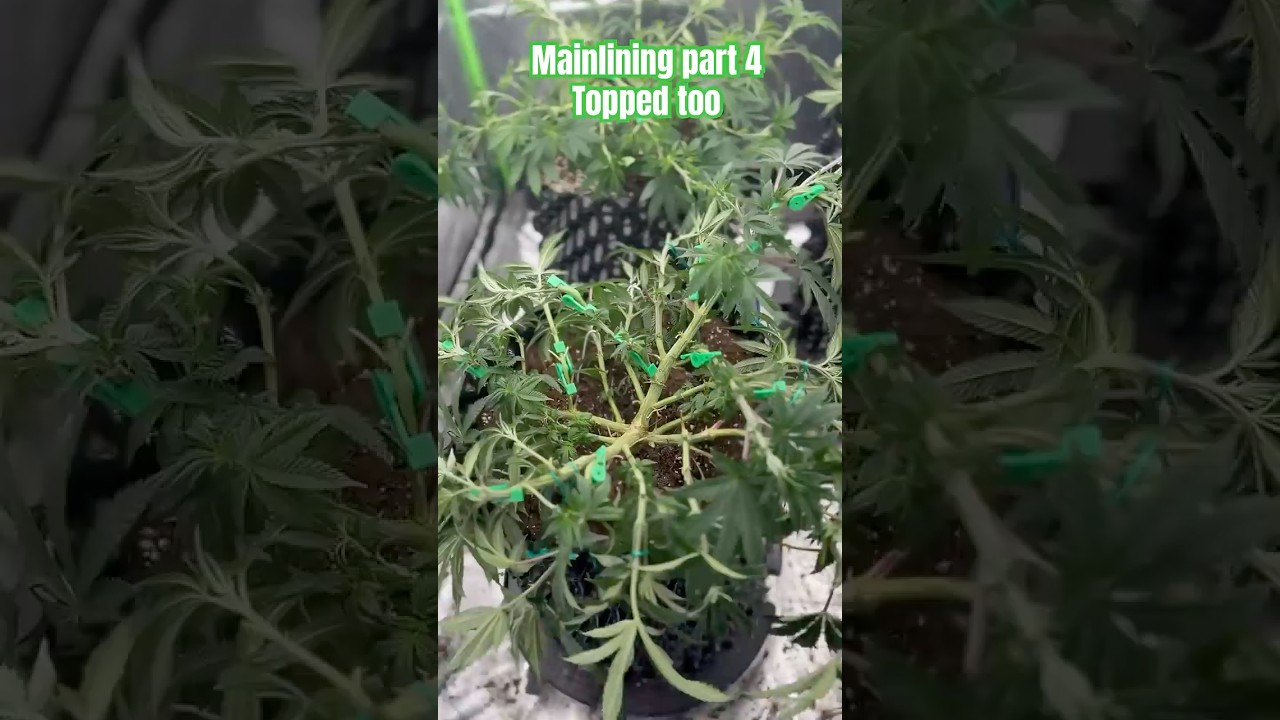 Mainlining + Topping part 5 #weed #dope #420 #shorts #fyp #reels #video #grow
