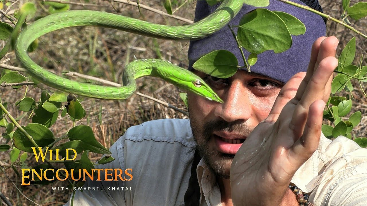 ज्यादा नजदीक जानेपर साप ने देखिए क्या किया? Hunting Snakes In Backyard!