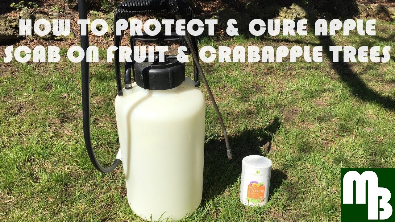 How to cure / prevent Apple Scab on crabapple & fruit trees including future protection