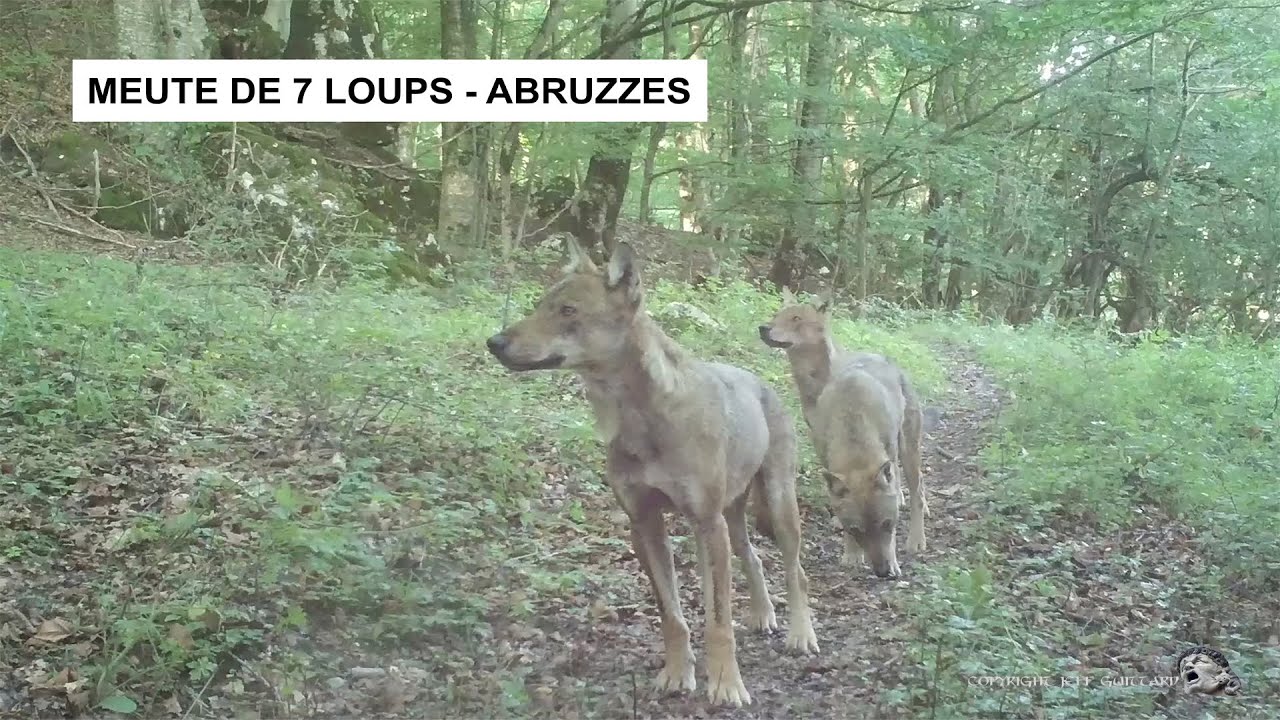 MEUTE DE 7 LOUPS DANS LES ABRUZZES