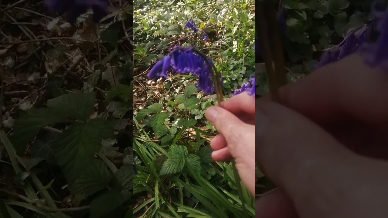 The British Bluebell #botany