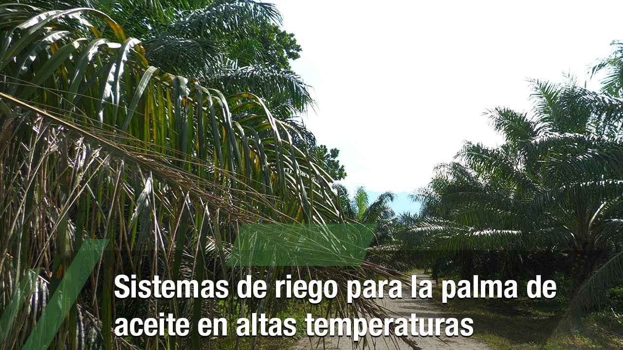 Sistemas de riego en palma de aceite en altas temperaturas - TvAgro por Juan Gonzalo Angel Restrepo