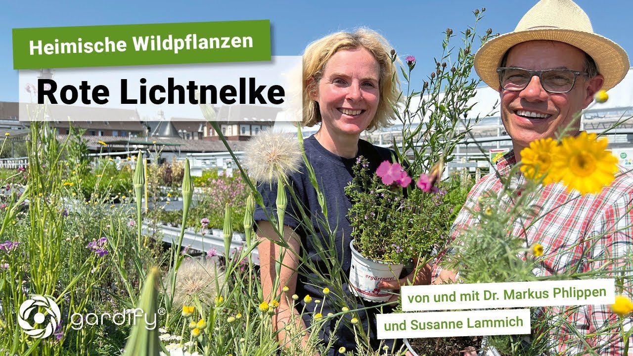 Heimische Wildpflanzen: Rote Lichtnelke Silene dioica, Insekten TGTA | gardify Tipps