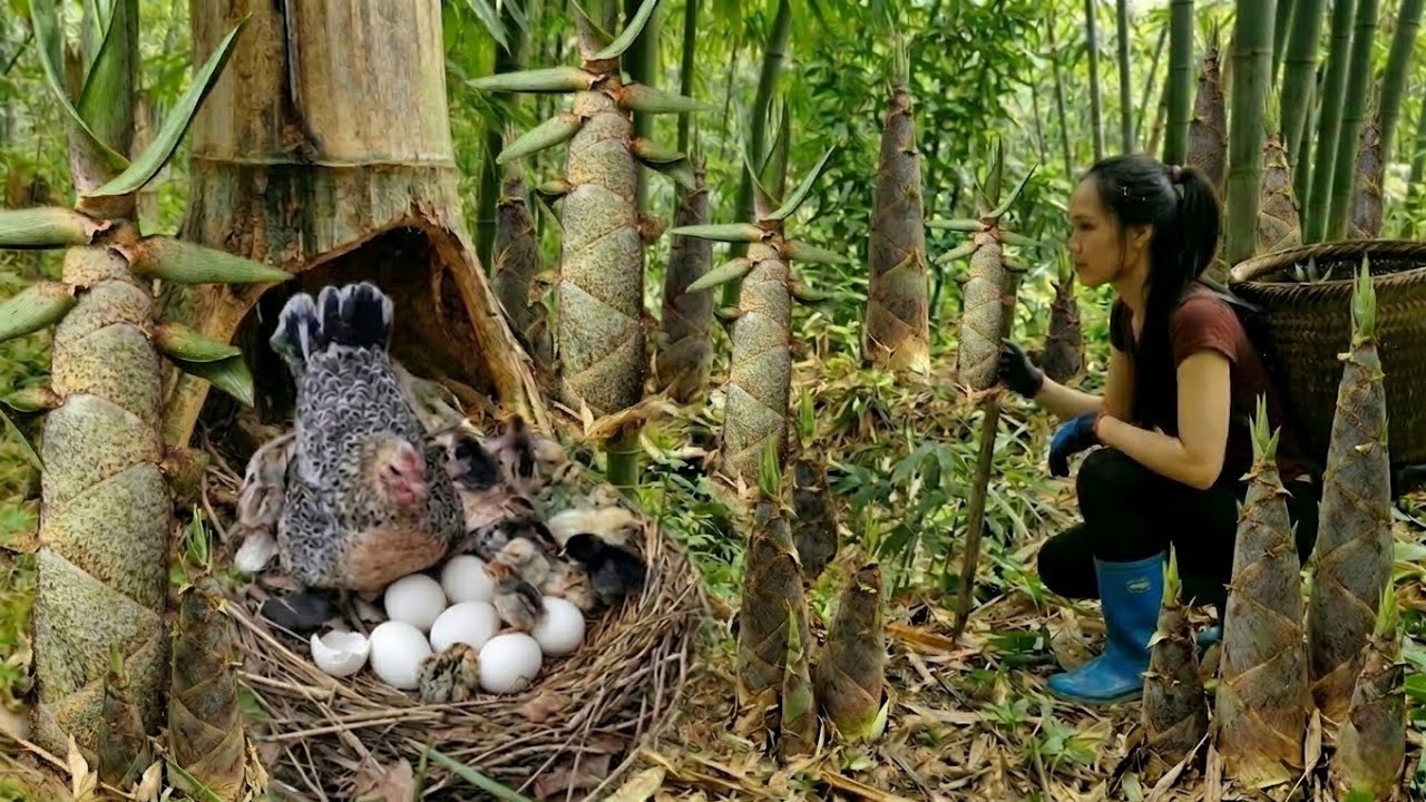 Discovering a nest of newly hatched wild chickens - harvesting giant bamboo shoots & cooking them.