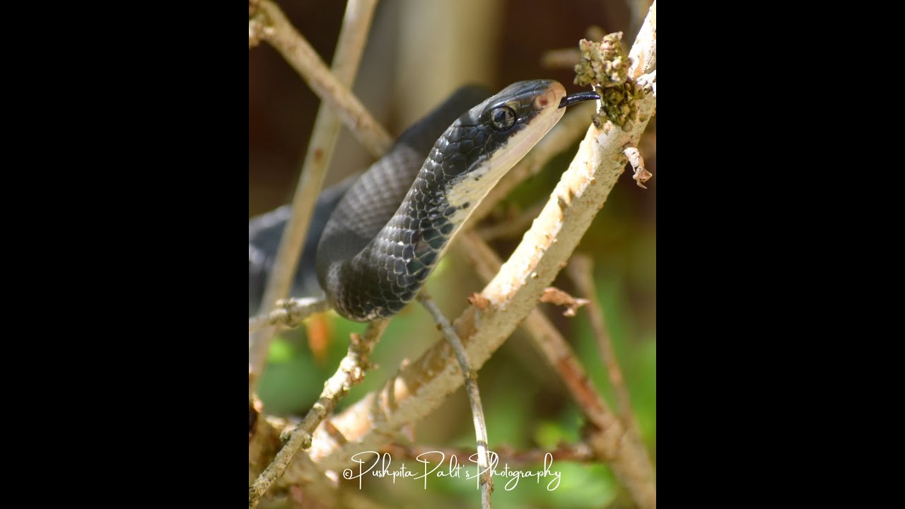 🐍🐍Eastern Black Rat Snake 😲#smokymountains #snake #ratsnake #qwmdp #usa #shortvideo #snakevideo