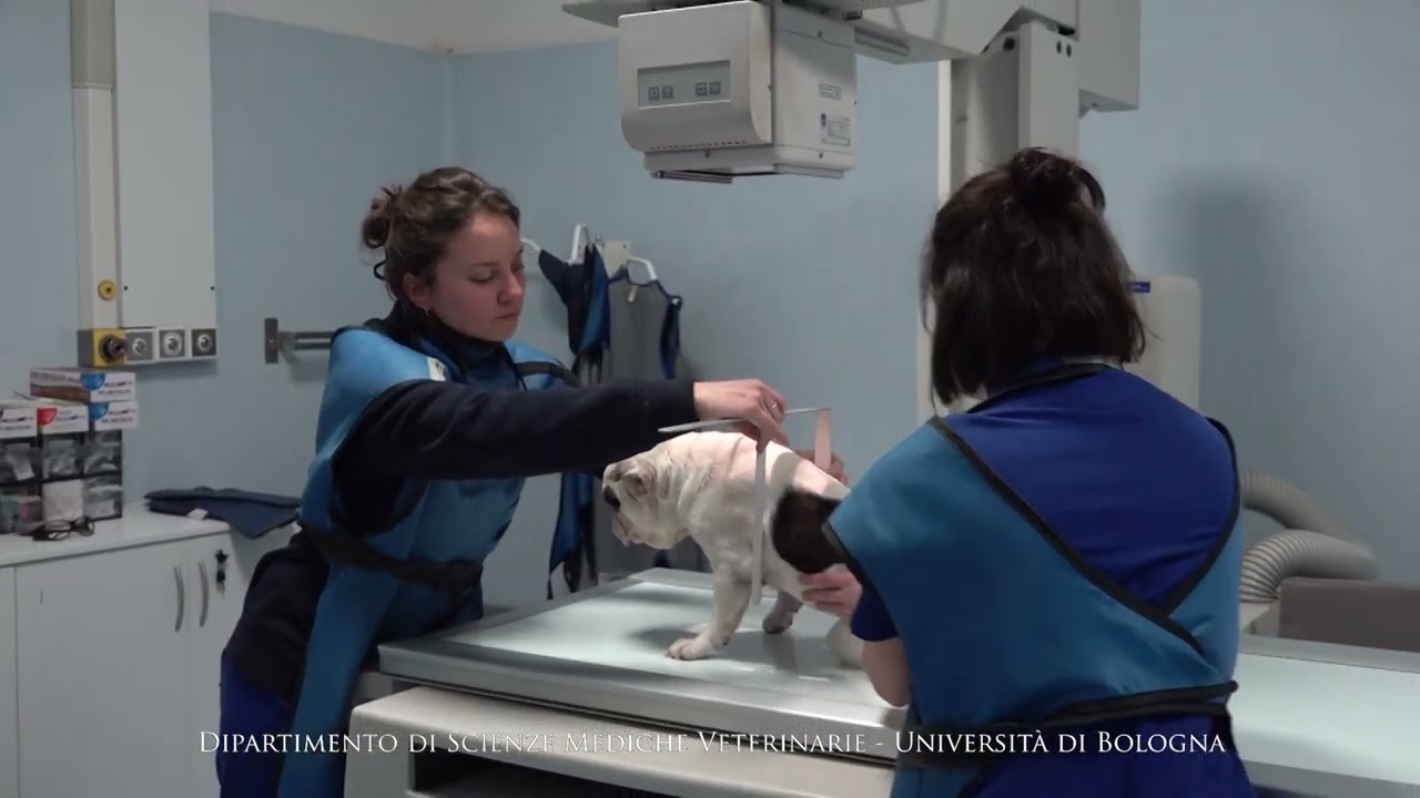 Posizionamento del paziente veterinario per l'indagine radiografica