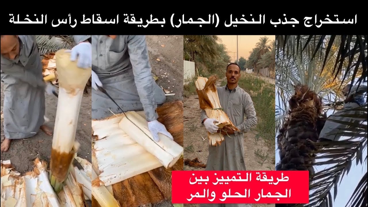 استخراج الجذب من رأس النخلة - كيف تميز الجمار الحلو والمر؟ | حسين البقشي