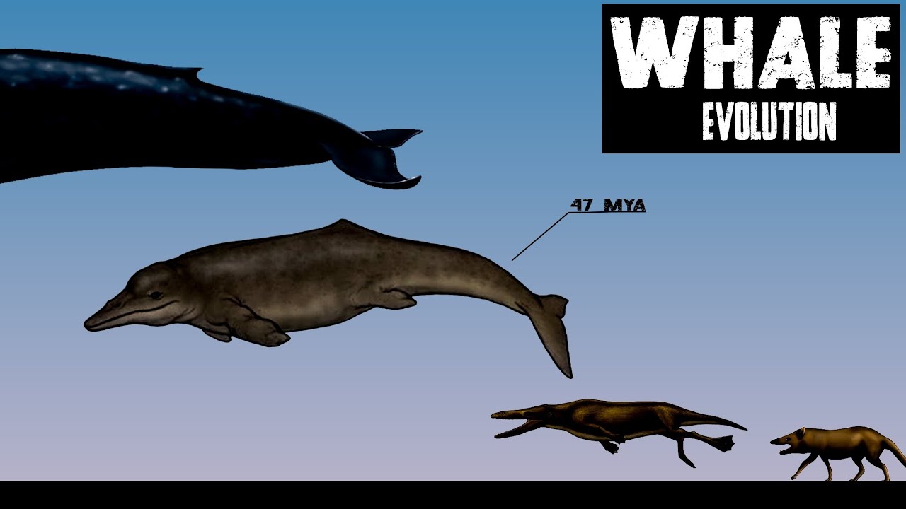 Evolution of Whales | From Land Animals to Ocean Giants