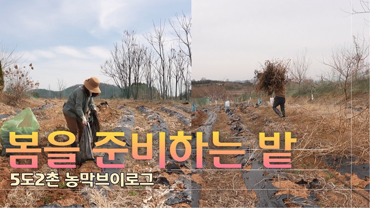 밭의 비닐 제거하고 들깻단 치우며 농사준비하는 하루