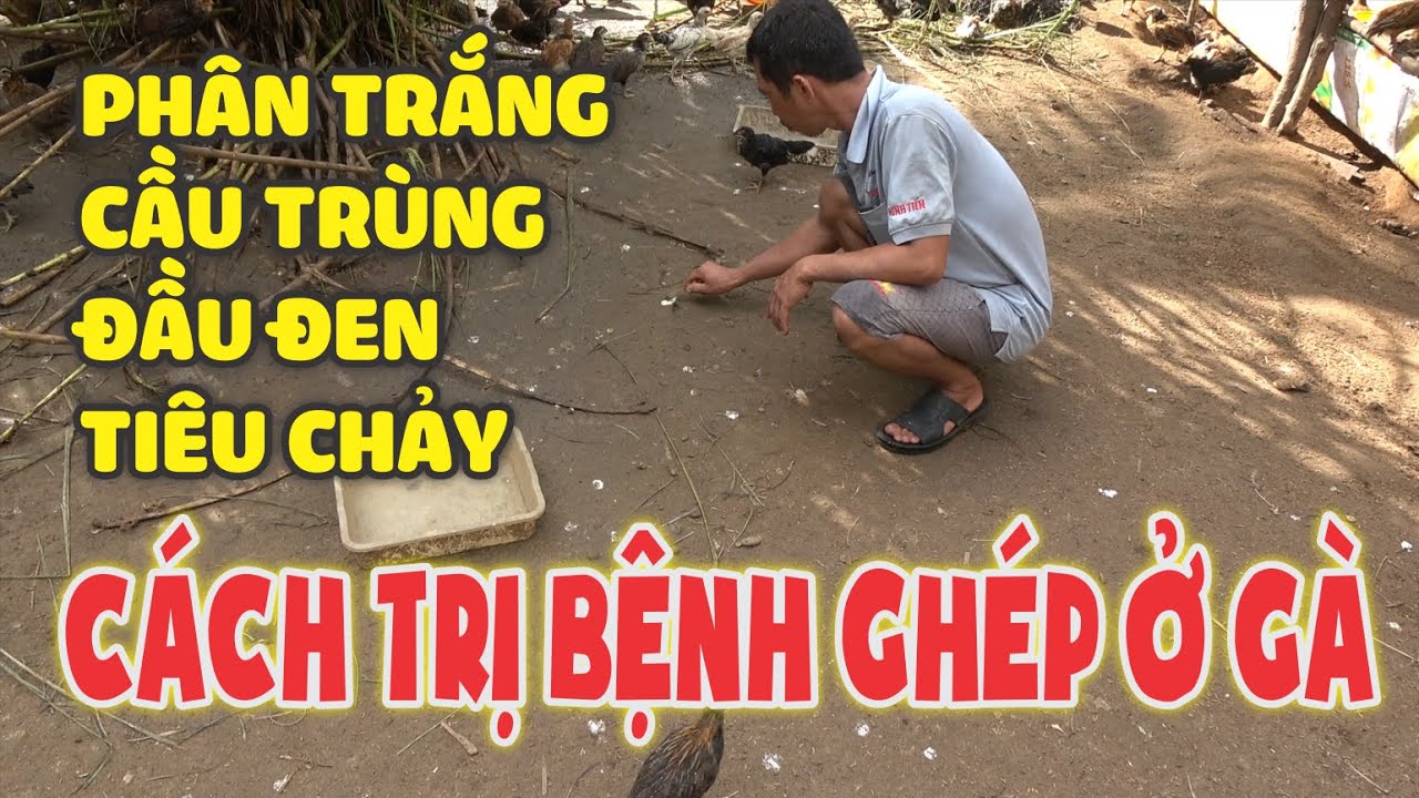 Làm thế nào trị bệnh ghép ở gà ngàn khi dính phân trắng, cầu trùng, đầu đen, tiêu chảy