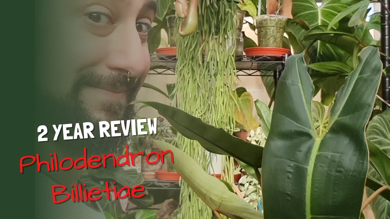Philodendron Billietiae Review | 2 years on | Was it worth it?