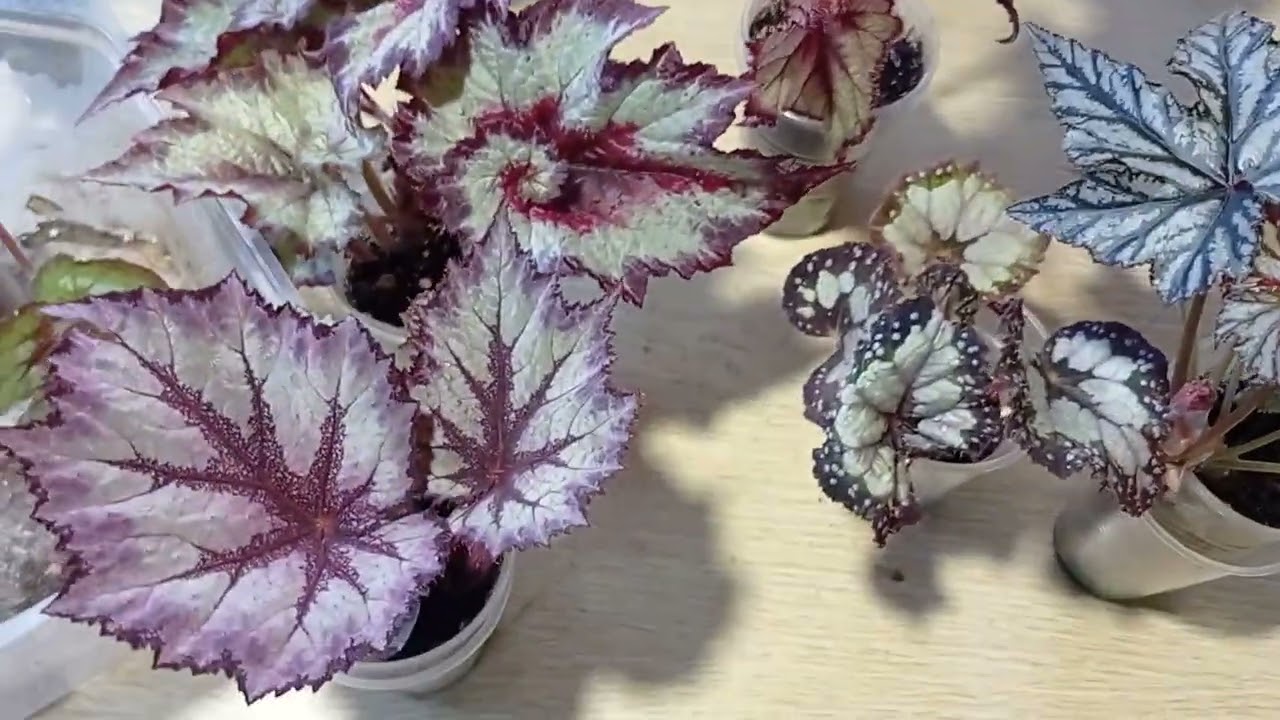 Продажи, укоренение, выращивание бегонии. Мой опыт. Болталка.